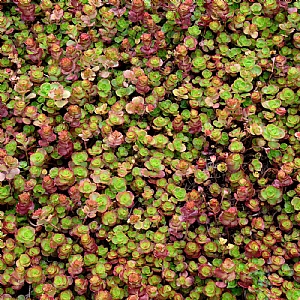 Sedum spurium 'Dragons Blood'