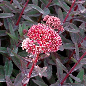 Sedum telephium 'Marina'