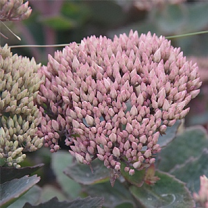 Sedum 'Pink Passion'