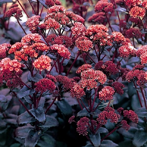 Sedum 'Purple Emperor'