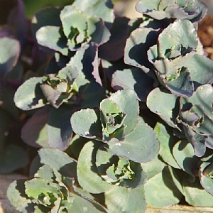 Sedum 'Rose Soiree'
