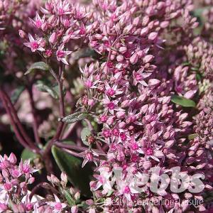 Sedum Sunsparkler 'Jade Tuffet'