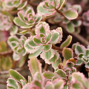 Sedum spurium 'Tricolor'