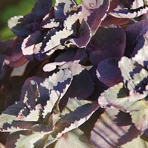 Sedum 'Back in Black'