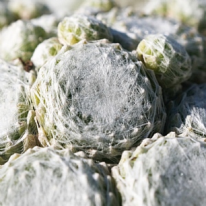 Sempervivum arachnoideum 'Arctic White'