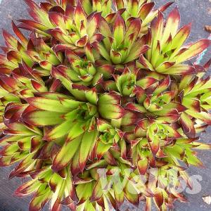 Sempervivum 'Atlas'