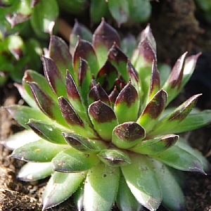 Sempervivum 'Black Top'