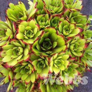 Sempervivum 'Electra'