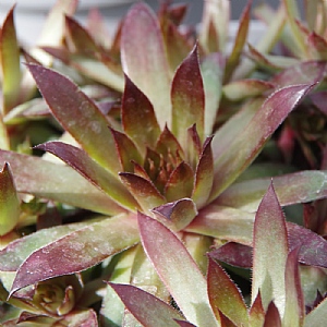 Sempervivum 'Gwiazda'