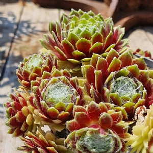Sempervivium Lemon Flare'