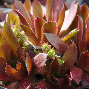 Sempervivum tectorum 'Rubin'