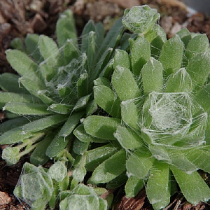 Sempervivum 'White Star'
