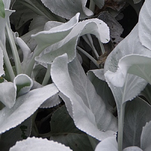 Senecio 'Angel Wings'