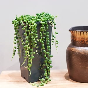 String of Pearls (Senecio Rowleyanus) - Various Sizes