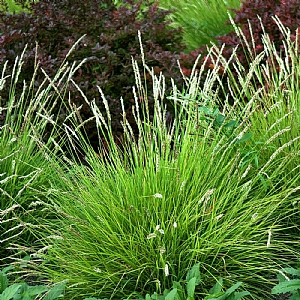 Seslaria autumnalis