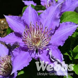 Clematis 'Bijou'