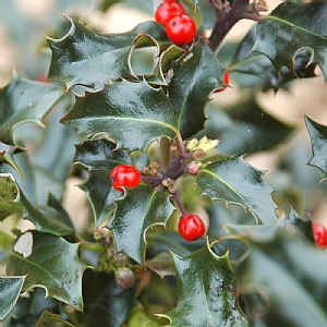 Ilex x meserveae 'Blue Angel'