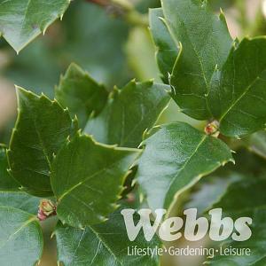 Ilex x meserveae 'Blue Prince'