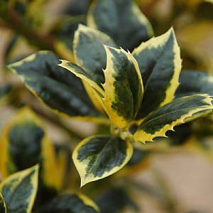 Ilex aquifolium Golden van Tol