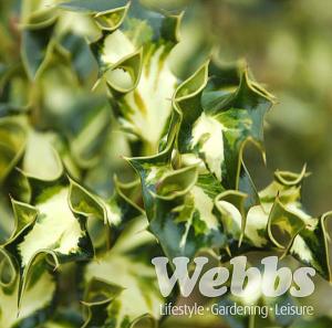 Ilex aquifolium 'Silver Milkmaid'