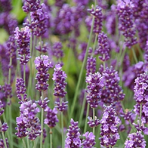 Lavandula angustifolia 'Hidcote' (Lavender)