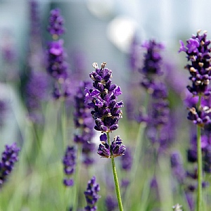 Lavandula angustifolia 'Imperial Gem' (Lavender)