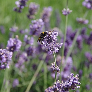 Lavandula angustifolia 'Melissa Lilac' (Lavender)