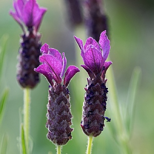 Lavandula stoechas Regal Splendour (French Lavender)