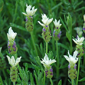 Lavandula stoechas Tiara (French Lavender)