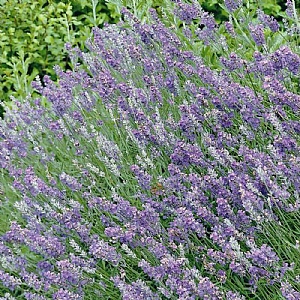 Lavandula angustifolia 'Vera' (Lavender)
