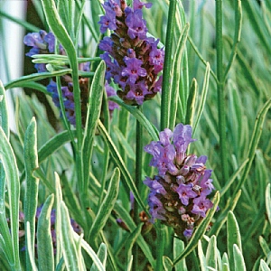 Lavandula Walberton's Silver Edge (Lavender)