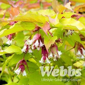 Leycesteria formosa Golden Lanterns
