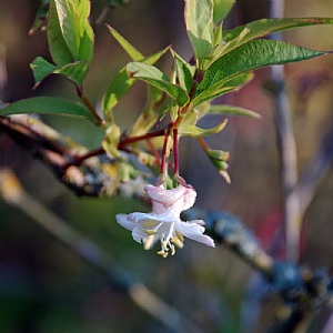 Lonicera purpusii 'Winter Beauty'
