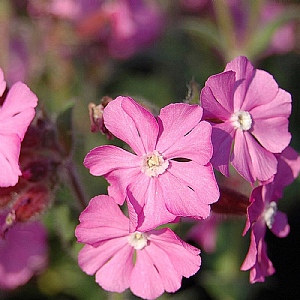 Silene dioica 'Rollie's Favourite'