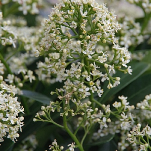 Skimmia japonica 'Finchy'