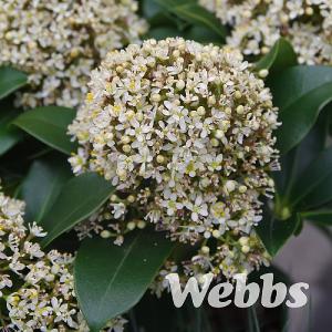 Skimmia japonica 'Fragrant Cloud'