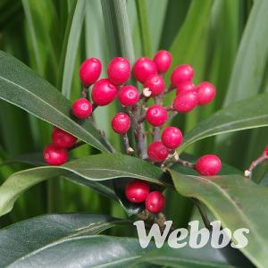 Skimmia reevesiana