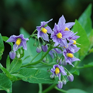 Solanum crispum 'Glasnevin'