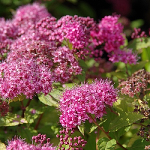 Spiraea 'Magic Carpet'