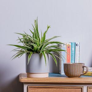 Spider Plant (Chlorophytum)