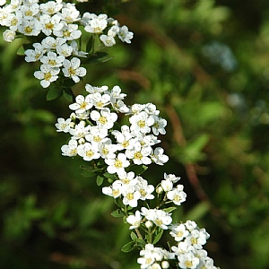 Spiraea 'Arguta'