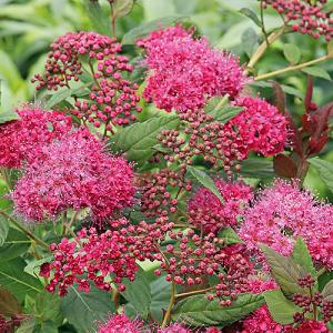 Spiraea 'Plumtastic'