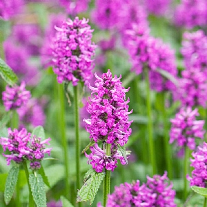 Stachys officinalis 'Hummelo'