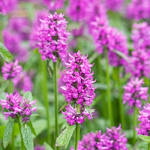 Stachys officinalis 'Hummelo'