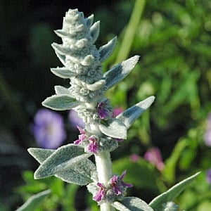 Stachys byazantina 'Silver Carpet'