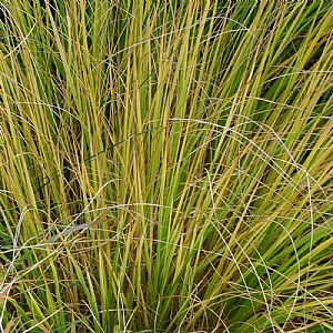 Stipa arundinacea