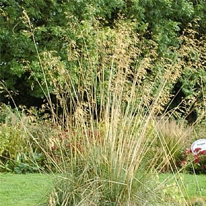 Stipa gigantea