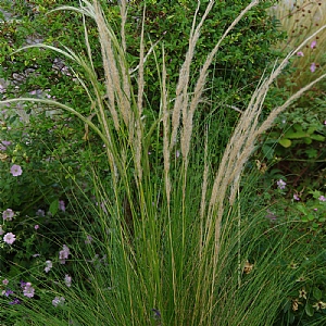 Stipa ichu