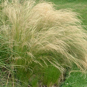 Stipa tenuissima 'Ponytails'