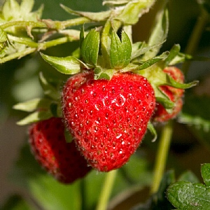 Strawberry 'Cambridge Favourite'